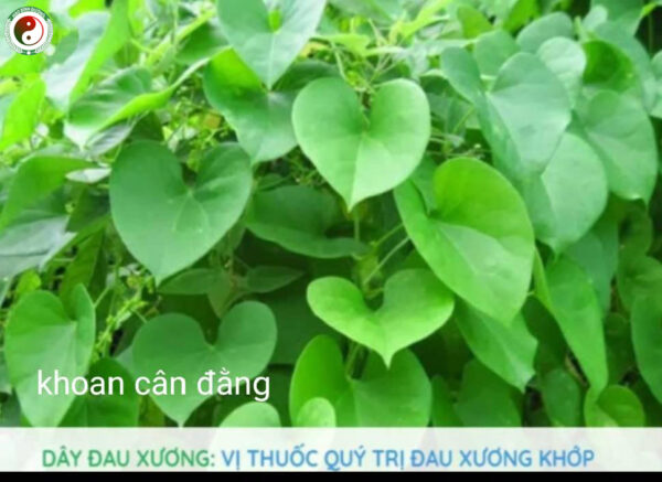 1Kg Day Dau Xuong Kho Cai Thien Gut Va Xuong Khop6