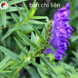 Ban Chi Lien Hoang Cam Rau Giup Cai Thien Benh Ruot Thua Lao Phoi3