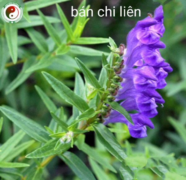 Ban Chi Lien Hoang Cam Rau Giup Cai Thien Benh Ruot Thua Lao Phoi3