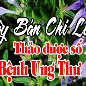 Ban Chi Lien Hoang Cam Rau Giup Cai Thien Benh Ruot Thua Lao Phoi4