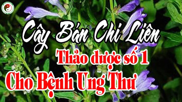 Ban Chi Lien Hoang Cam Rau Giup Cai Thien Benh Ruot Thua Lao Phoi4