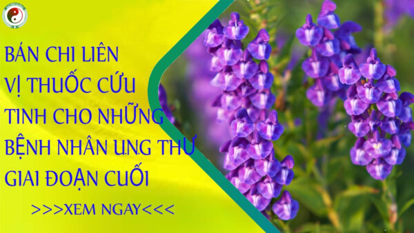 Ban Chi Lien Hoang Cam Rau Giup Cai Thien Benh Ruot Thua Lao Phoi5