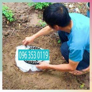 Cot Ruou Gung Nghe Gac Ha Tho Sau Sinh Giup Giup Bung Dep Khong Con Bi Ran Sau Sinh7