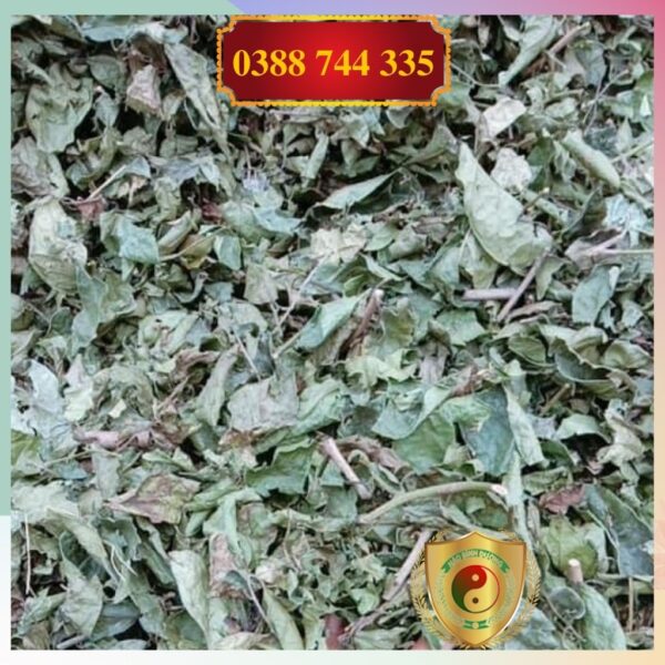 Gia Si 5kg La Cay Xa Den Kho Hoa Binh Ho Tro Dieu Tri Mau Nhiem Mo3