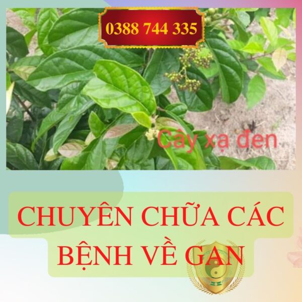 Gia Si 5kg La Cay Xa Den Kho Hoa Binh Ho Tro Dieu Tri Mau Nhiem Mo4