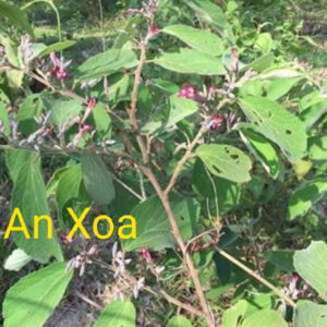 Tong Kho 1kg Cay An Xoa Tim Kho Hang Chuan Giup Ha Men Gan5
