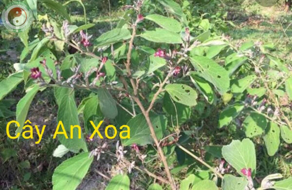 Tong Kho 1kg Cay An Xoa Tim Kho Hang Chuan Giup Ha Men Gan5