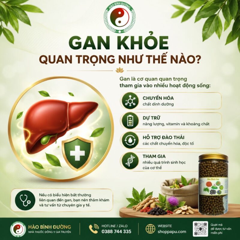 HÀO BÌNH GAN – THẢO DƯỢC HỖ TRỢ CHĂM SÓC SỨC KHỎE GAN 1