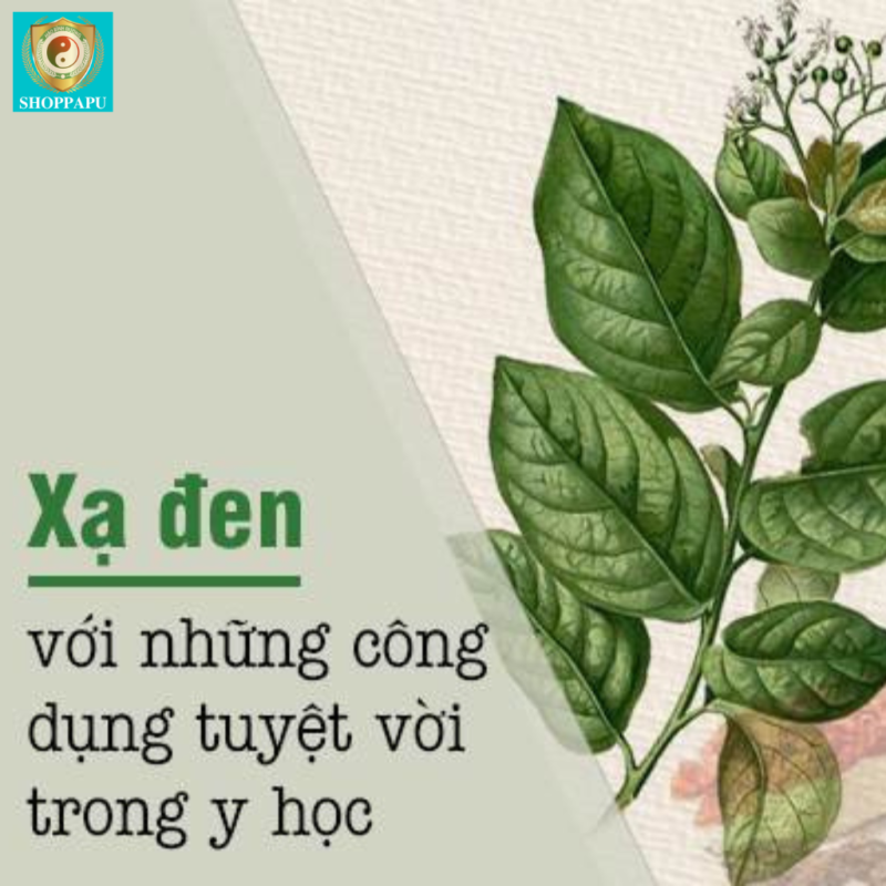 5 Lợi Ích Của Cây Xạ Đen Hòa Bình: Tăng Sức Khỏe Và Giảm Stress 5 Lợi Ích Của Cây Xạ Đen Hòa Bình: Tăng Sức Khỏe Và Giảm Stress Ảnh 2