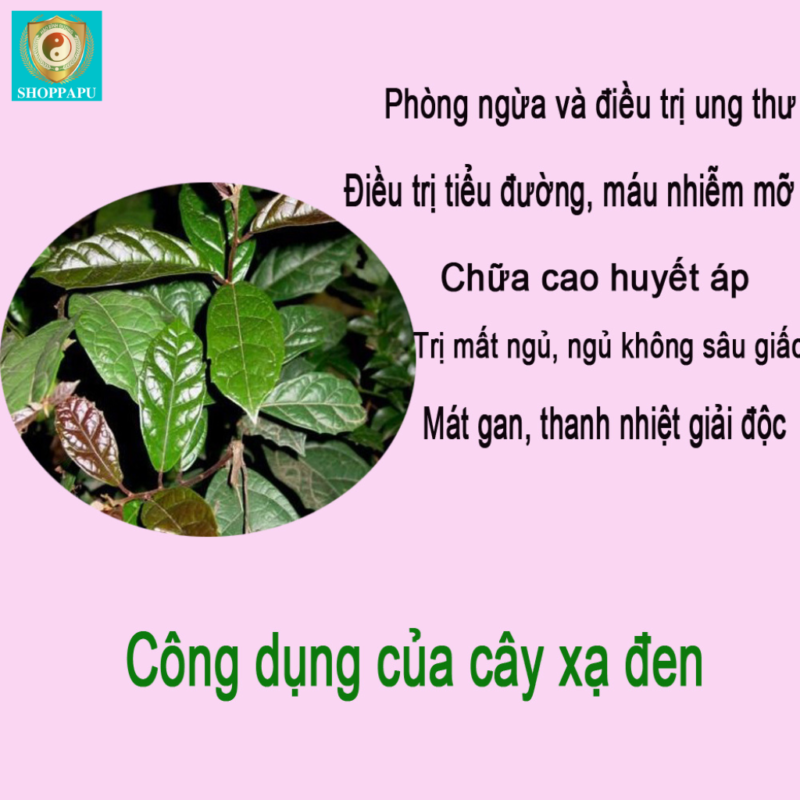 5 Lợi Ích Của Cây Xạ Đen Hòa Bình: Tăng Sức Khỏe Và Giảm Stress 5 Lợi Ích Của Cây Xạ Đen Hòa Bình: Tăng Sức Khỏe Và Giảm Stress Ảnh 3