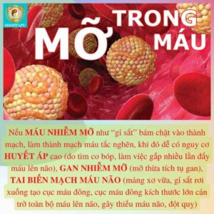 Hao Binh Bo Huyet, Hao Binh Bo Than Sinh Tinh, Hao Binh Bo Ty, Hao Binh Da Day Dan, Hao Binh Da Nang Buong Trung, Hao Binh Gan, Hao Binh Gan (Mun, Viem Da, Ngua,...), Hao Binh Giam Can, Hao Binh Gout, Hao Binh Khop Dan, Hao Binh On Dinh Huyet Ap, Hao Binh Tam Dan, Hao Binh Than Dan, Hao Binh Tien Dan, Hao Binh Tieu Duong Dan, Hao Binh Tieu U Buou, Hao Binh Tri Noi Tri Ngoai, Hao Binh Viem Phu Khoa, Hao Binh Viem Xoang, Hao Binh Suy Gian Tinh Mach, Hao Binh Tieu Dem, Hao Binh Vien Dieu Kinh Hao Binh Vien Cam Cum
