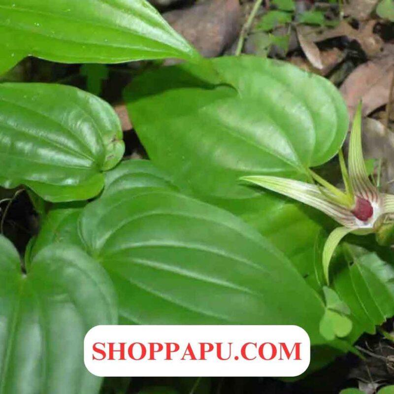 Những lưu ý khi dùng cây bách bộ