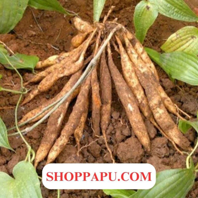 Cách sử dụng cây bách bộ