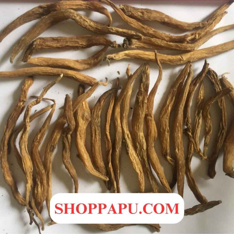 Các công dụng của cây bách bộ