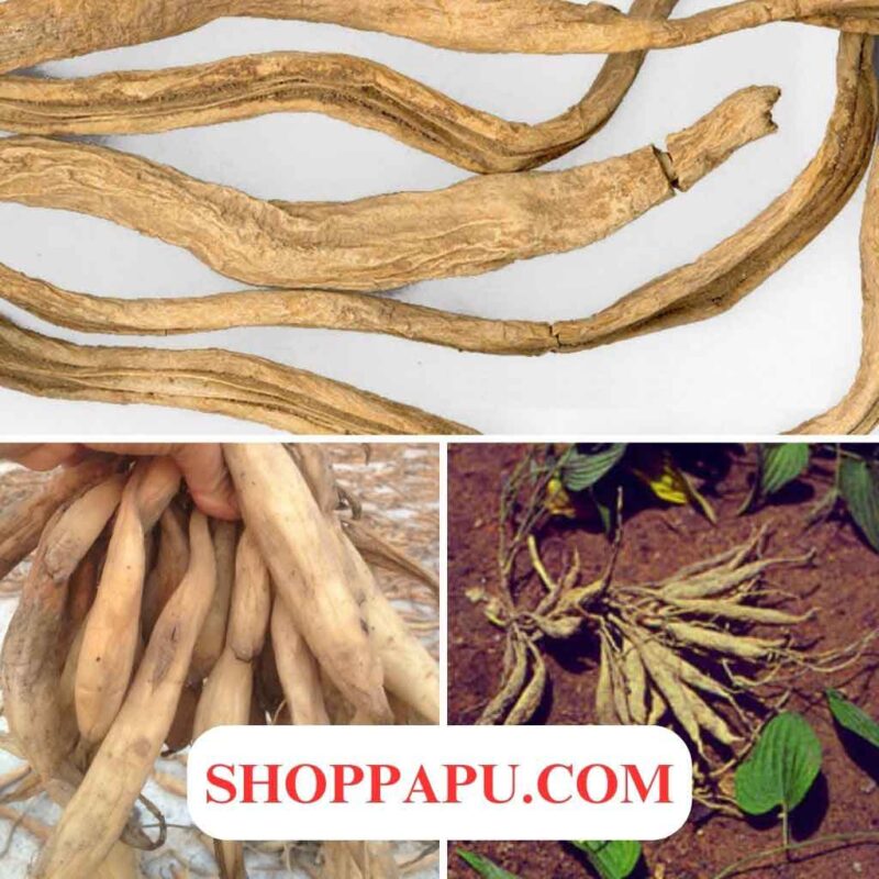 Cây bách bộ có nhiều tác dụng chữa bệnh