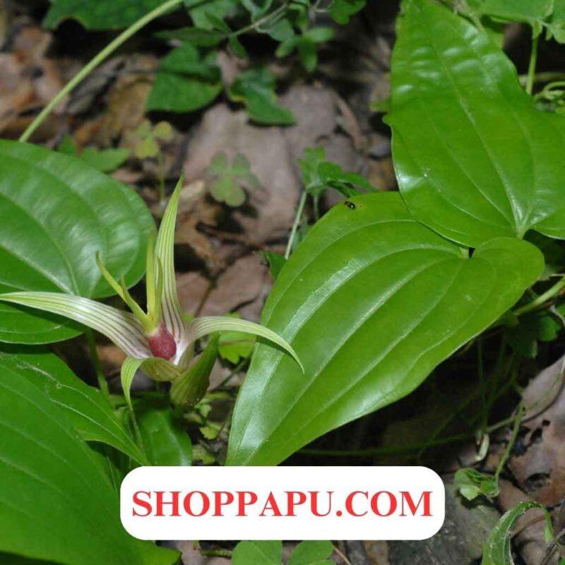 Giới thiệu về cây bách bộ
