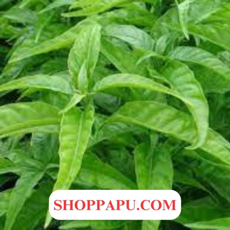 Tìm hiểu về Hoạt chất Pomolic trong cây Hoàn Ngọc - Cách sử dụng và Lợi ích cây hoàn ngọc chữa trị bệnh dạ dày