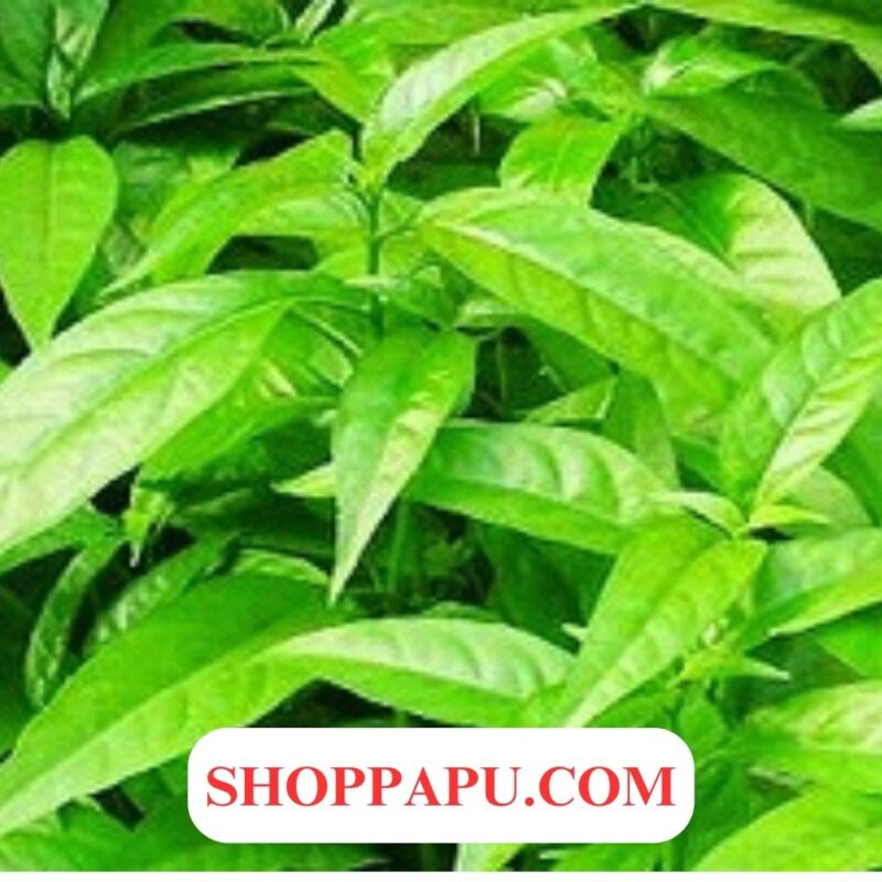 Tìm hiểu về Hoạt chất Pomolic trong cây Hoàn Ngọc - Cách sử dụng và Lợi ích cây hoàn ngọc chữa trị bệnh trĩ