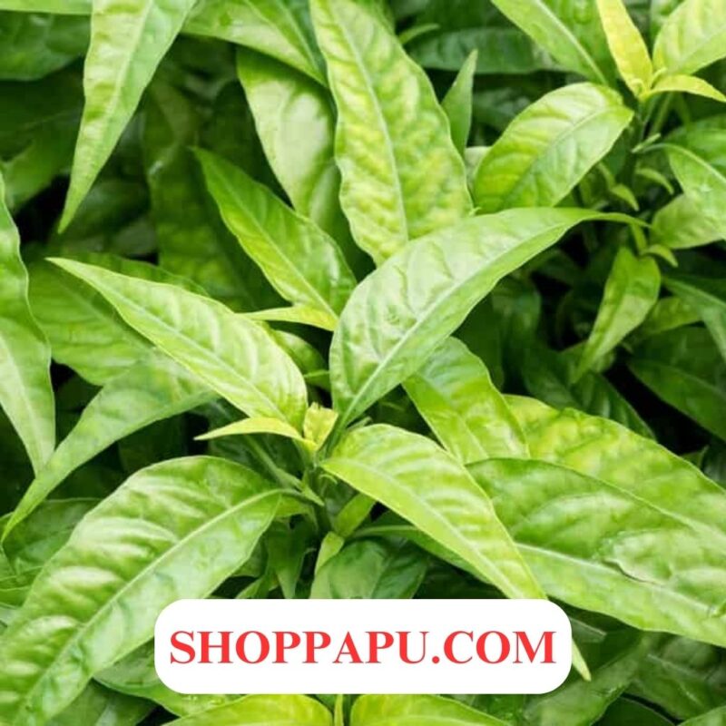 Tìm hiểu về Hoạt chất Pomolic trong cây Hoàn Ngọc - Cách sử dụng và Lợi ích cây hoàn ngọc chữa trị bệnh gan