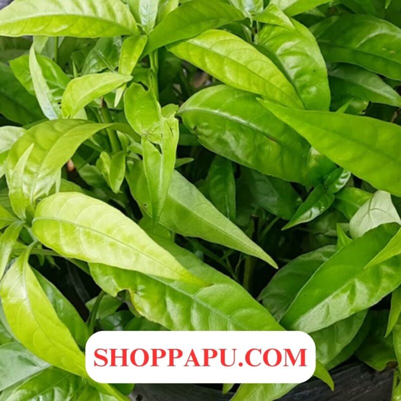 Tìm hiểu về Hoạt chất Pomolic trong cây Hoàn Ngọc - Cách sử dụng và Lợi ích cây hoàn ngọc chữa trị bệnh thận