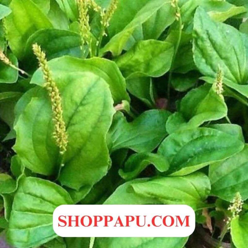 Cây Mã Đề (Xa Tiền Thảo) Khám phá Các Tác Dụng Chữa Bệnh Tuyệt Vời cây mã đề xa tiền thảo có tác dụng gì