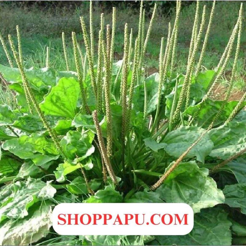 Cây Mã Đề (Xa Tiền Thảo) Khám phá Các Tác Dụng Chữa Bệnh Tuyệt Vời Cách sử dụng cây mã đề xa tiền thảo