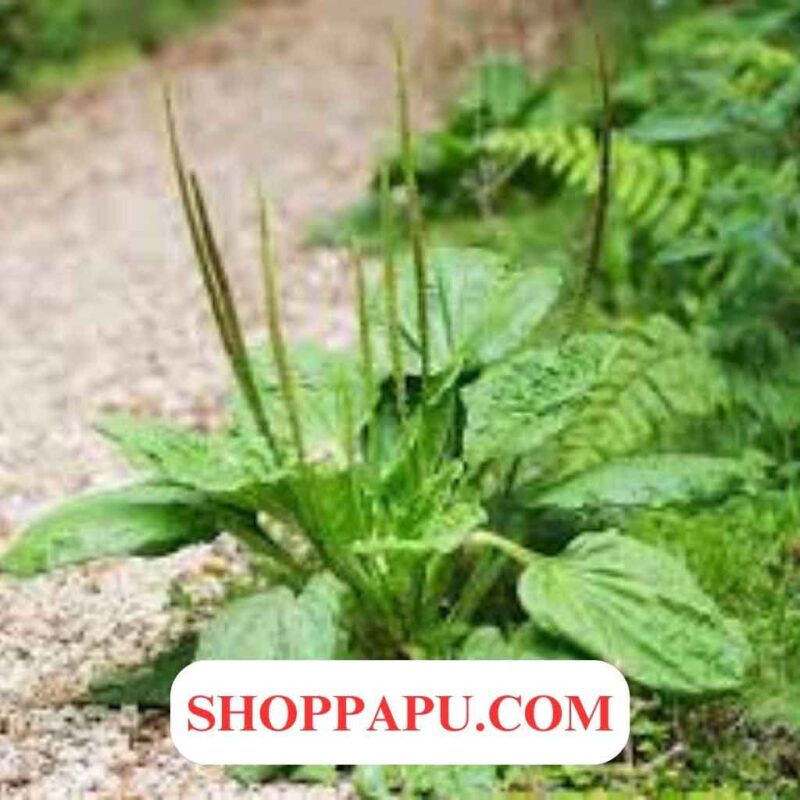 Cây Mã Đề (Xa Tiền Thảo) Khám phá Các Tác Dụng Chữa Bệnh Tuyệt Vời Tác dụng của cây mã đề xa tiền thảo