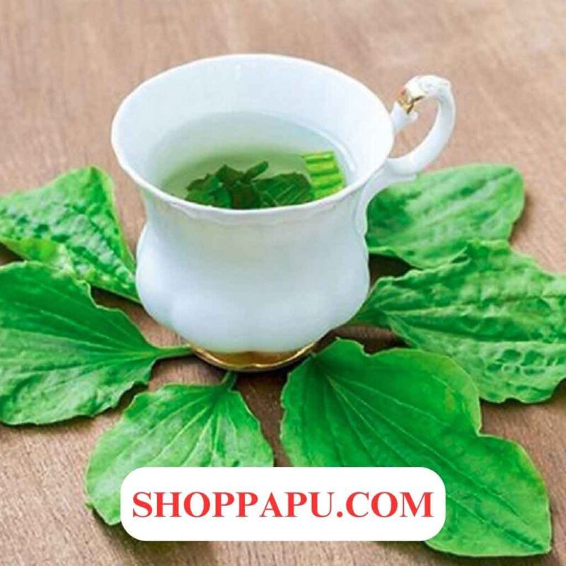 Cây Mã Đề (Xa Tiền Thảo) Khám phá Các Tác Dụng Chữa Bệnh Tuyệt Vời Hiệu quả của cây mã đề xa tiền thảo