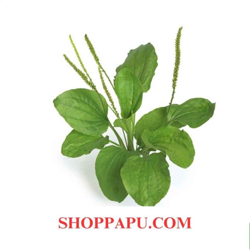 Cây Mã Đề (Xa Tiền Thảo) Khám phá Các Tác Dụng Chữa Bệnh Tuyệt Vời Cây mã đề xa tiền thảo có nhiêuf cách dùng