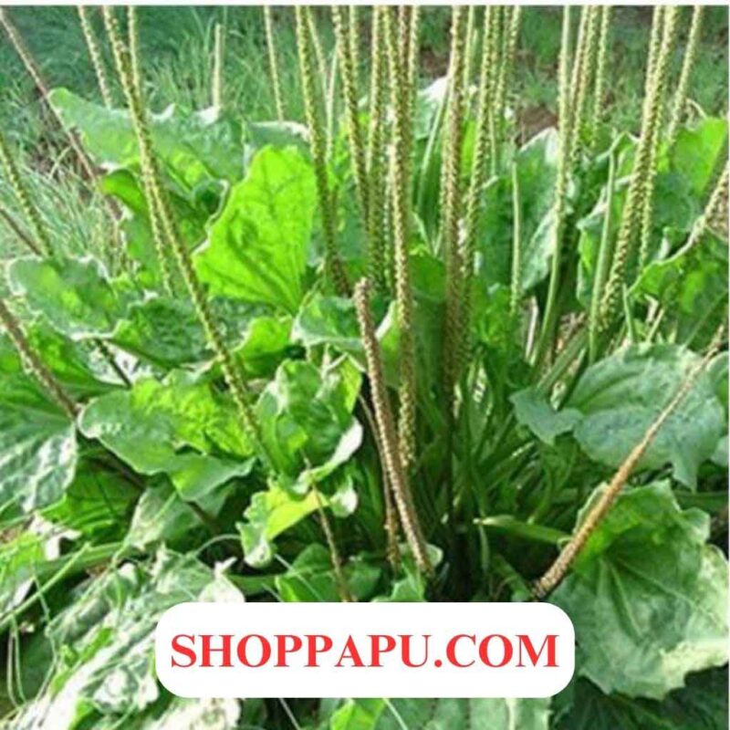Cây Mã Đề (Xa Tiền Thảo) Khám phá Các Tác Dụng Chữa Bệnh Tuyệt Vời Cây mã đề xa tiền thảo là loại dược liệu rất tốt