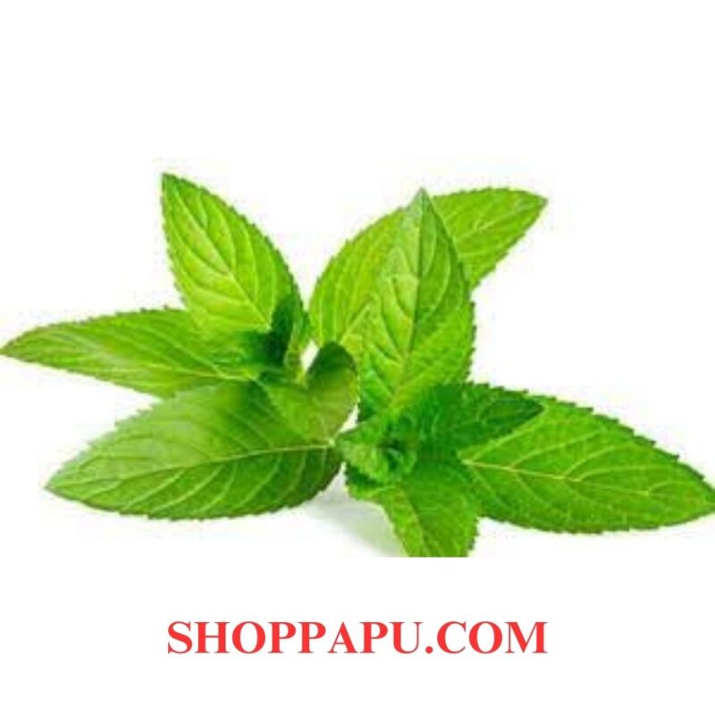 Công dụng của Cây Bạc Hà trong Y Học