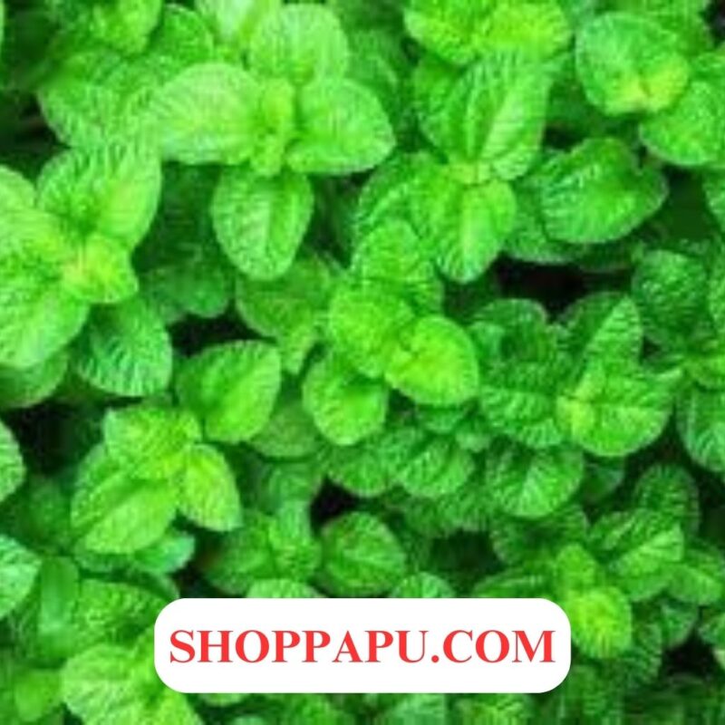 Những lợi ích của cây bạc hà