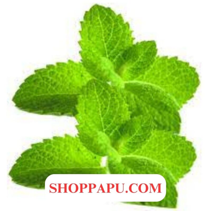 Những ảnh hưởng của cây bạc hà