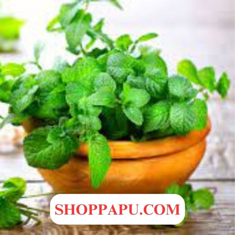 Tai sao cây bạc hà lại quan trọng