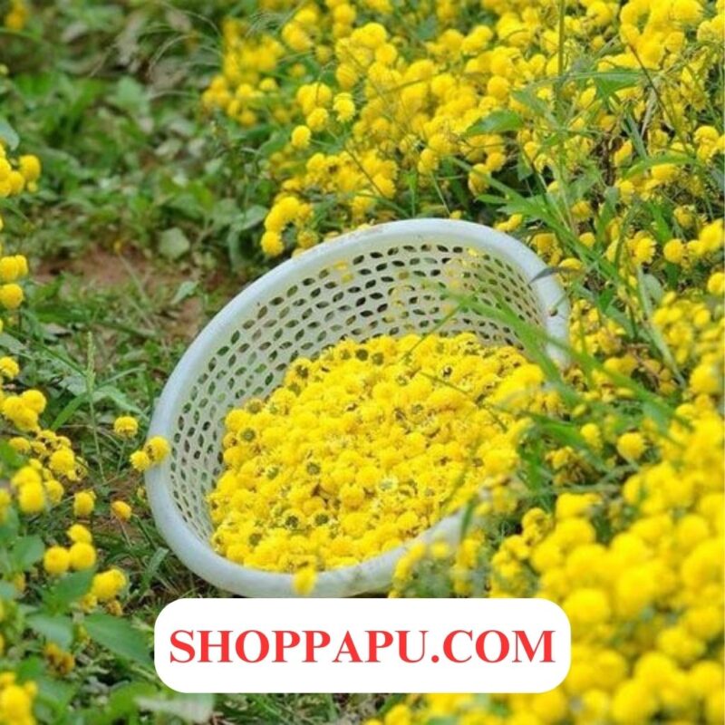 Khám phá những điều thú vị về trà cúc hoa vàng dược liệu - Không chỉ là một loài hoa Trà cúc hoa vàng dược liệu khô có nhiều tác dụng