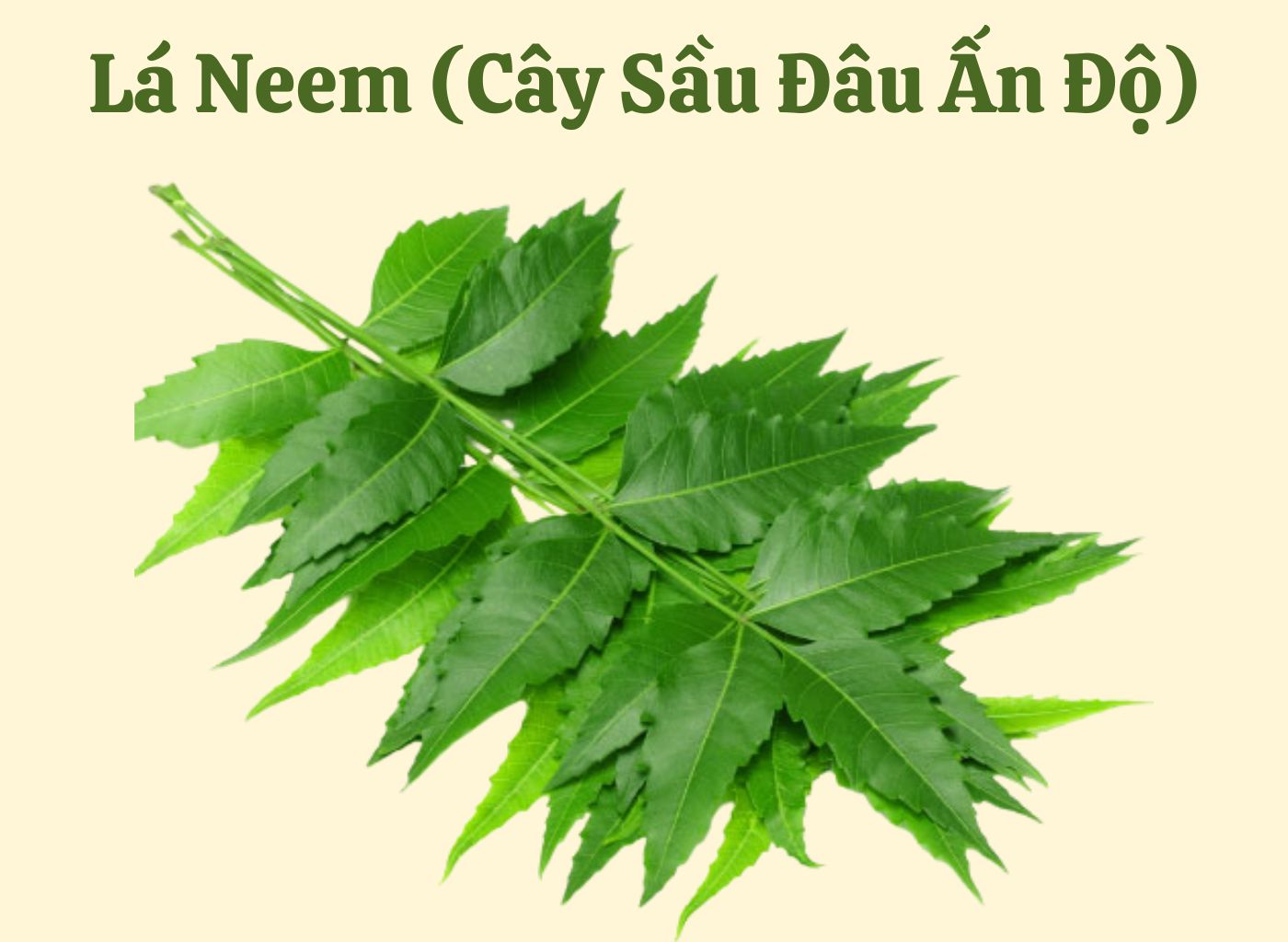 vị thuốc giảm đường huyết trong dân gian, bài thuốc hạ đường huyết, cây thuốc nam trị tiểu đường, kiểm soát đường huyết tự nhiên, thảo dược hạ đường huyết 11