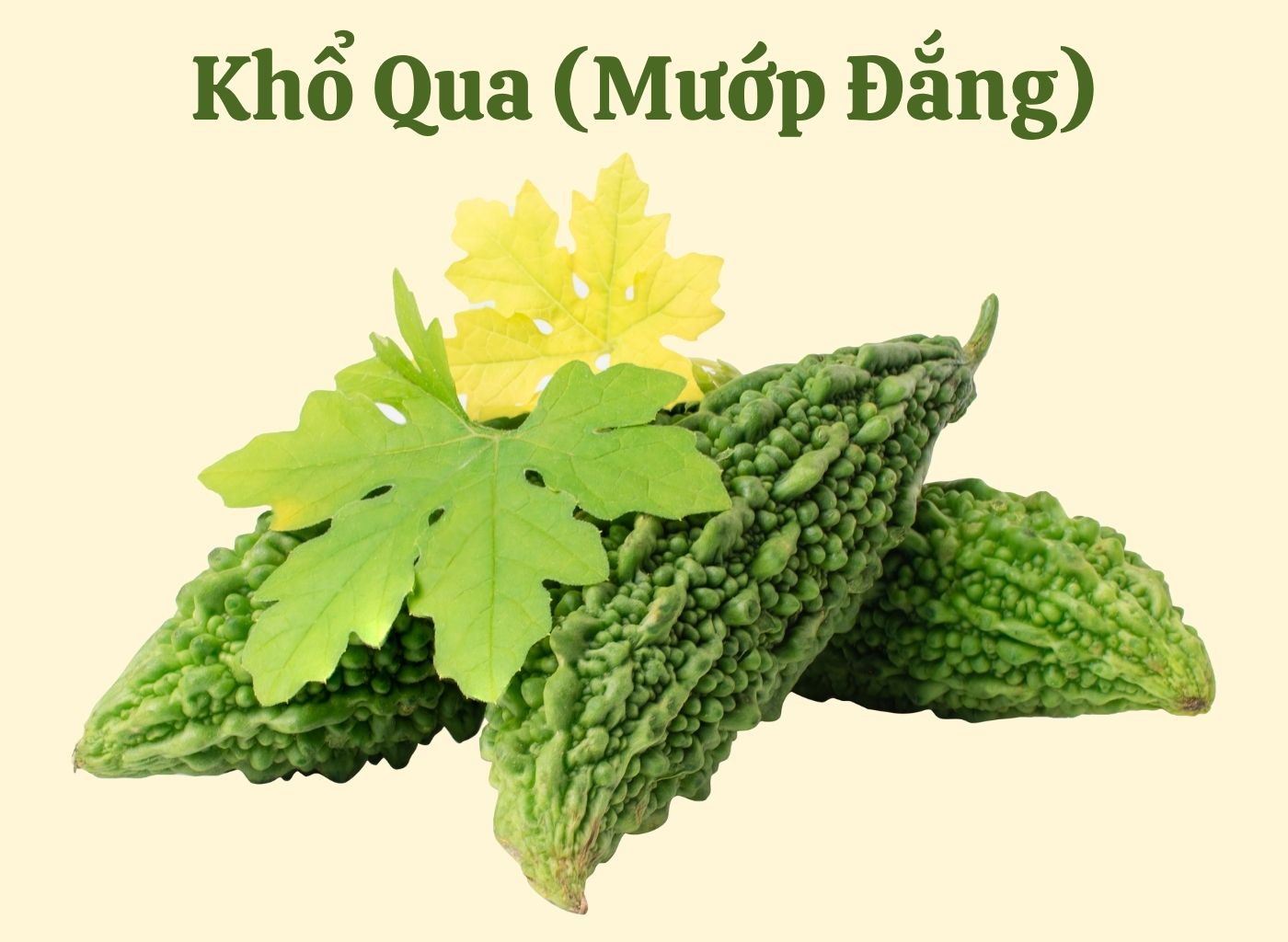 vị thuốc giảm đường huyết trong dân gian, bài thuốc hạ đường huyết, cây thuốc nam trị tiểu đường, kiểm soát đường huyết tự nhiên, thảo dược hạ đường huyết 4