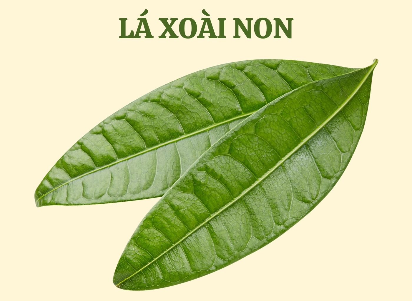 vị thuốc giảm đường huyết trong dân gian, bài thuốc hạ đường huyết, cây thuốc nam trị tiểu đường, kiểm soát đường huyết tự nhiên, thảo dược hạ đường huyết 5
