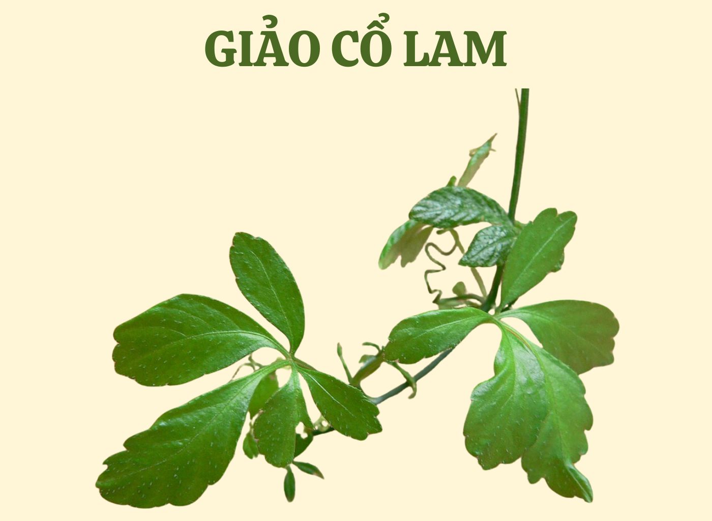 vị thuốc giảm đường huyết trong dân gian, bài thuốc hạ đường huyết, cây thuốc nam trị tiểu đường, kiểm soát đường huyết tự nhiên, thảo dược hạ đường huyết 6