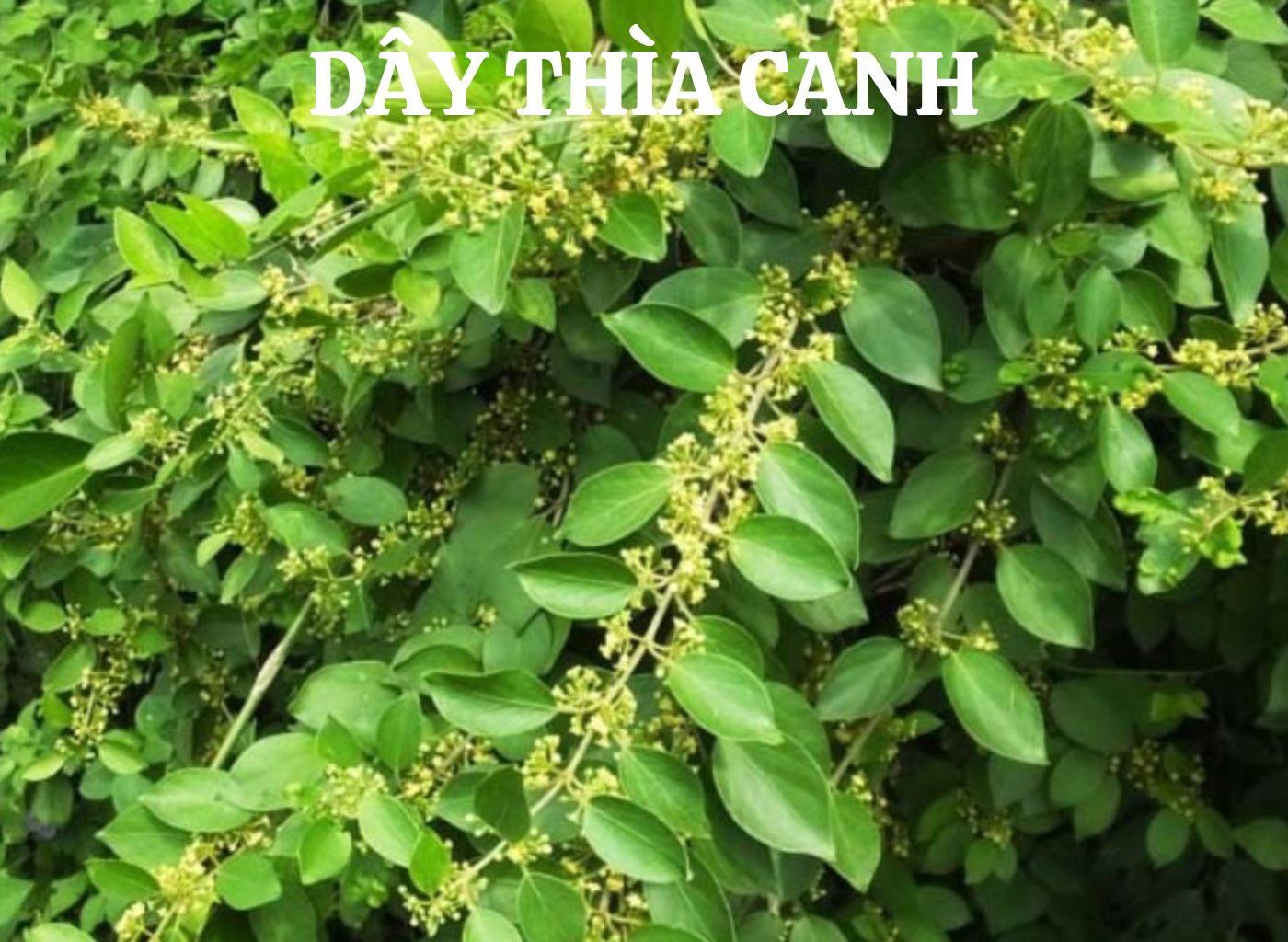 vị thuốc giảm đường huyết trong dân gian, bài thuốc hạ đường huyết, cây thuốc nam trị tiểu đường, kiểm soát đường huyết tự nhiên, thảo dược hạ đường huyết 7