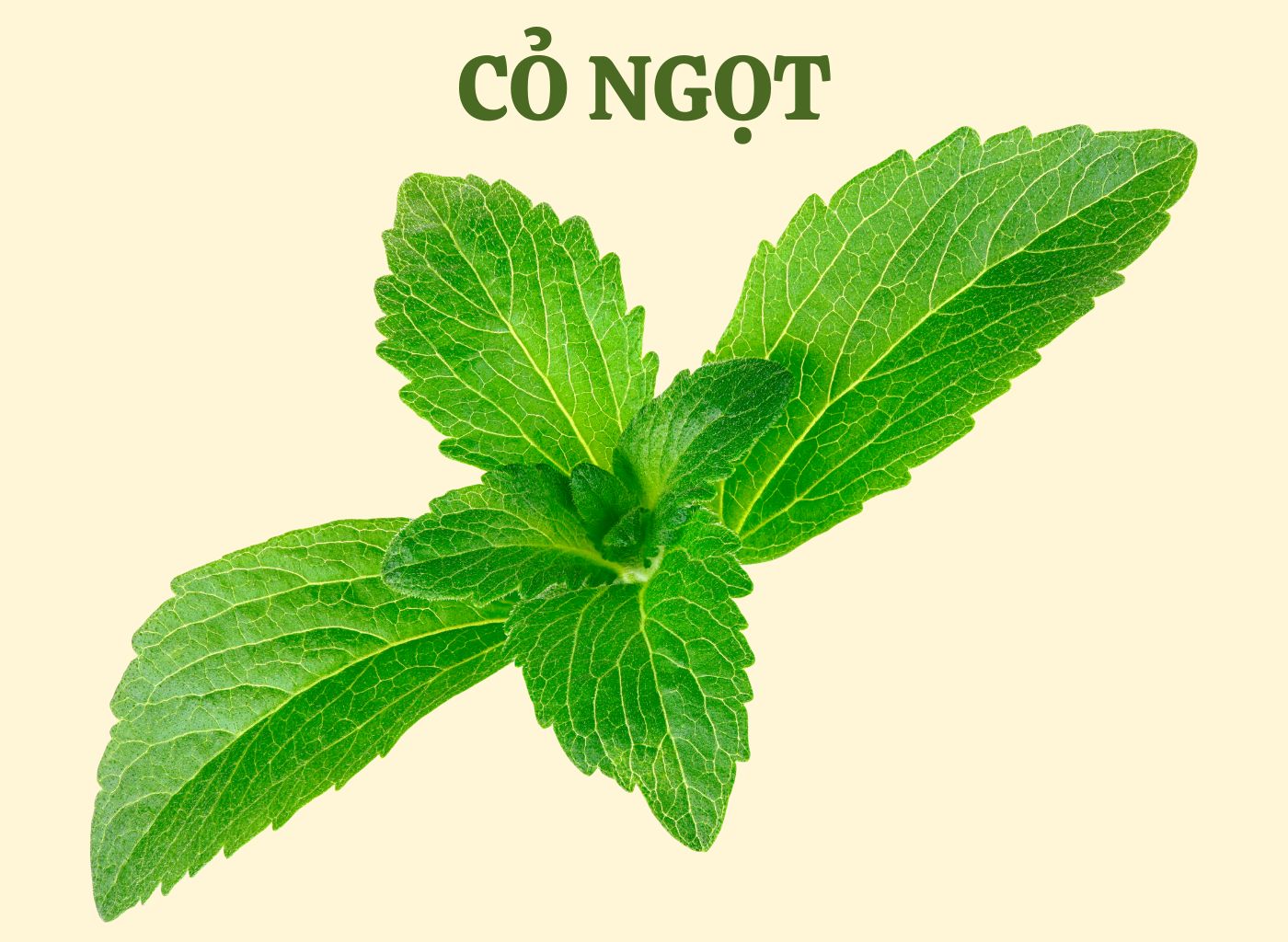 vị thuốc giảm đường huyết trong dân gian, bài thuốc hạ đường huyết, cây thuốc nam trị tiểu đường, kiểm soát đường huyết tự nhiên, thảo dược hạ đường huyết 8