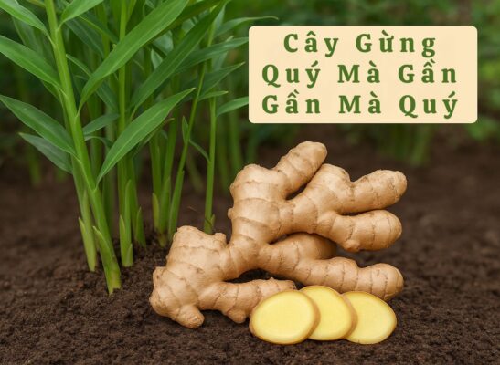 gung tuoi cay thuoc am giup phong lanh tri ho day hoi 1