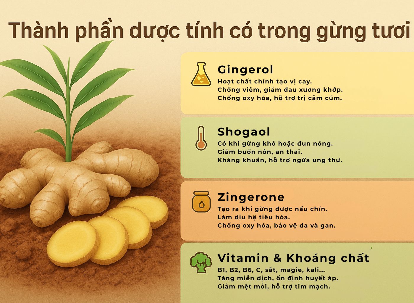 Gừng Tươi – Cây Thuốc Ấm Giúp Phòng Lạnh, Trị Ho, Đầy Hơi Thành phần dược tính trong gừng tươi giúp trị ho, chữa đầy hơi và mang lại nhiều công dụng quý trong y học cổ truyền