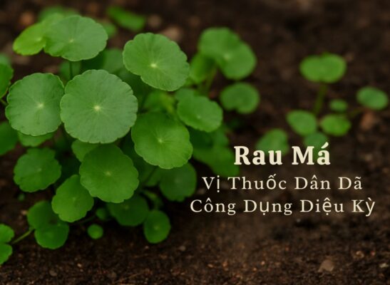 rau ma mat gan giai doc co the 5 cong dung tot