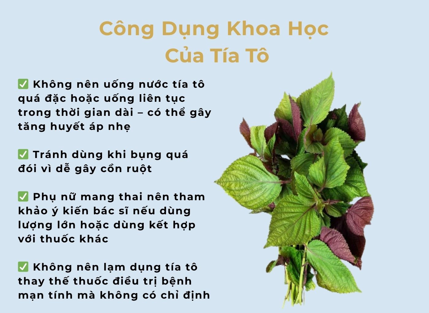 Tía Tô – Cây Thuốc Nam Trị Cảm, Tiêu Hóa Tốt, Dễ Trồng Quanh Nhà Tía tô trị cảm cúm Infographic công dụng khoa học