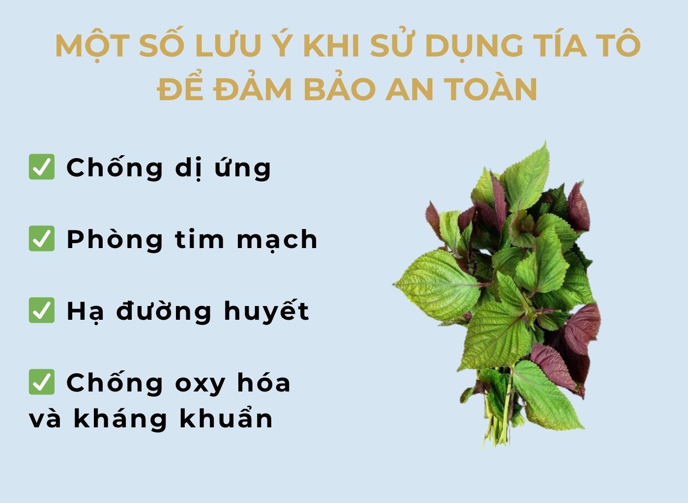 Tía Tô – Cây Thuốc Nam Trị Cảm, Tiêu Hóa Tốt, Dễ Trồng Quanh Nhà Tía tô tốt cho tiêu hoá, lưu ý an toàn khi dùng tía tô