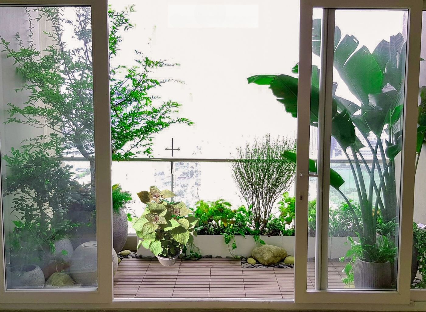 Tía Tô – Cây Thuốc Nam Trị Cảm, Tiêu Hóa Tốt, Dễ Trồng Quanh Nhà Cách trồng cây tía tô tại nhà, chậu tía tô trên ban công