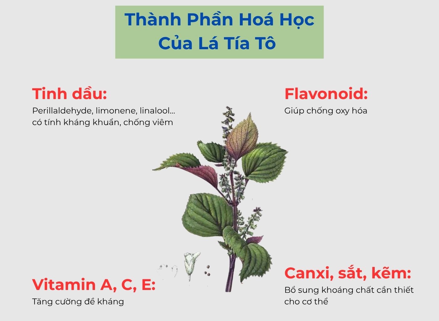 Tía Tô – Cây Thuốc Nam Trị Cảm, Tiêu Hóa Tốt, Dễ Trồng Quanh Nhà Tía tô tốt cho tiêu hoá, Infographic thành phần hóa học của tía tô