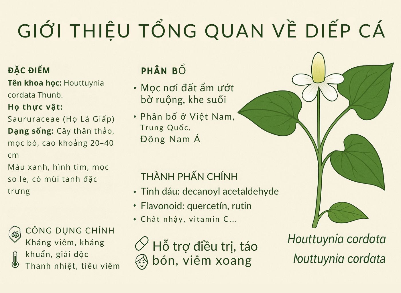 Cây diếp cá là gì, công dụng của diếp cá, diếp cá trong đông y, lợi ích sức khoẻ từ diếp cá giới thiệu
