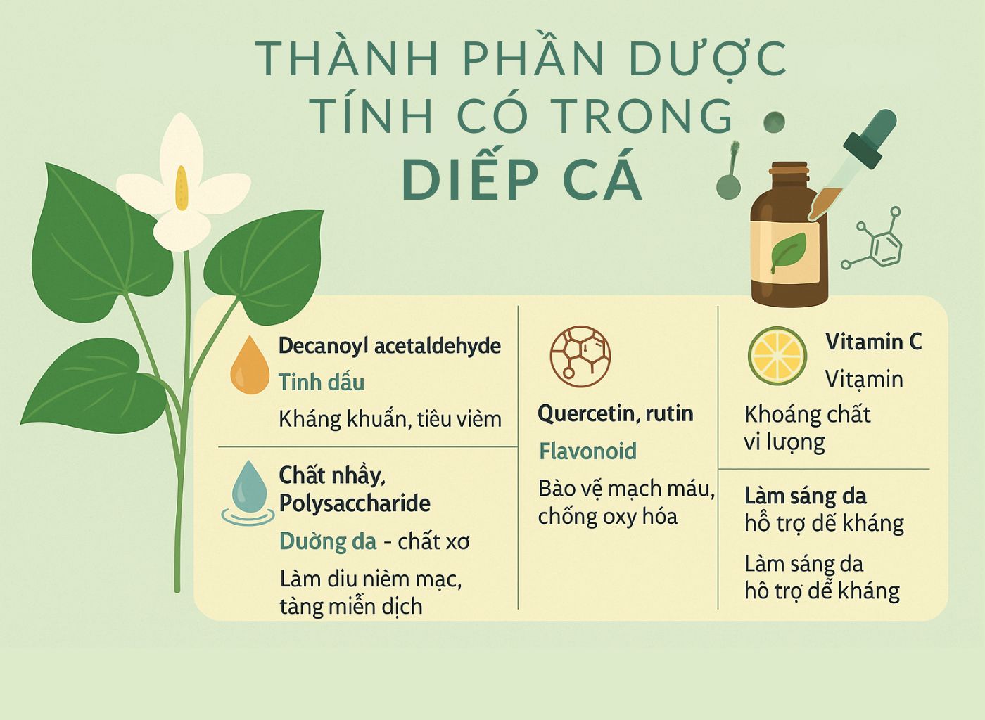 Cây diếp cá là gì, công dụng của diếp cá, diếp cá trong đông y, lợi ích sức khoẻ từ diếp cá thành phần